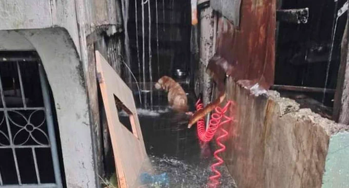 ‘NO PET LEFT BEHIND’ 

Kasama sa inililikas ng mga LGUs at volunteer centers ang mga alagang hayop na naapektuhan sa gitna ng hagupit ng bagyong #CarinaPH 

📷: BFP NCR Malabon & HFSCD Tanza 

#NET25NewsandInformation
#NET25News
#bagyongcarina
#petrescue
#nopetleftbehind
#CarinaPH