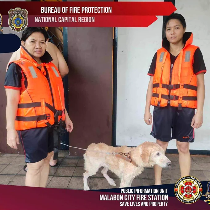 ‘NO PET LEFT BEHIND’ 

Kasama sa inililikas ng mga LGUs at volunteer centers ang mga alagang hayop na naapektuhan sa gitna ng hagupit ng bagyong #CarinaPH 

📷: BFP NCR Malabon & HFSCD Tanza 

#NET25NewsandInformation
#NET25News
#bagyongcarina
#petrescue
#nopetleftbehind
#CarinaPH