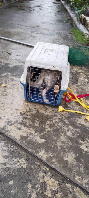‘NO PET LEFT BEHIND’ 

Kasama sa inililikas ng mga LGUs at volunteer centers ang mga alagang hayop na naapektuhan sa gitna ng hagupit ng bagyong #CarinaPH 

📷: BFP NCR Malabon & HFSCD Tanza 

#NET25NewsandInformation
#NET25News
#bagyongcarina
#petrescue
#nopetleftbehind
#CarinaPH