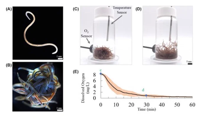 Fig. 1Behavioral difference of California blackworms in two oxygen environments. (A) An individual L. variegatus (California blackworm). (B) A worm blob consisting of 12 individual blackworms. (C) 1 g of blackworms in a 20 mL glass vial at high dissolved oxygen (DO) level (8.3 ± 0.3 mg/L). High DO levels induce stress among blackworms and they create a spherical-shaped structure. The oxygen sensor is affixed on the left side of the container and the temperature sensor is inserted through the cap from above. The vial is filled with distilled water. (D) In 30 min, DO reaches very low levels of 0.9 ± 0.5 mg/L. At this point, tail reaching behavior is pervasive to supplement respiration. (E) Average DO as a function of time. Shaded region corresponds to standard deviation with n= 7 individual trials. (Supplementary Movie S1).