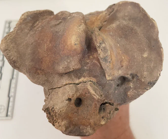Proximal view of a cattle tibia with trauma related pathology. Possible cloaca visible.