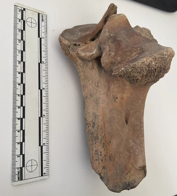 Side view of wonky cattle tibia next to a scale ruler.