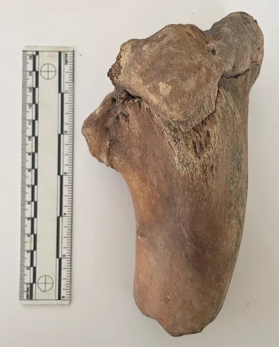 A wonky cattle tibia bone next to a scale ruler