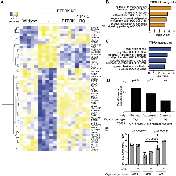 Heatmap showing differential gene expression between WT and PTPRK KO HT29 cells that was rescued by reintroduction of PTPRK and/or PTPRK.RQ. Graph of Gene ontology (GO) analysis of genes suppressed by PTPRK showing an overrepresentation of genes annotated with the biological processes ‘epithelial to mesenchymal transition’ and ‘mesenchymal cell differentiation’, as well as Wnt signalling. Amongst genes that were upregulated by PTPRK, GO analysis revealed overrepresentation of genes annotated with the terms ‘negative regulation of epithelial cell proliferation’ and ‘regulation of cell migration’. Also, graph showing a ∼2-fold upregulation of Ptprk in organoids treated with TGFβ1 in the RNA-seq data from two out of three published studies. Finally, a graph showing that organoids mutant for P53 and KRas harbouring the Notch1 ICD showed significantly reduced levels of PTPRK.