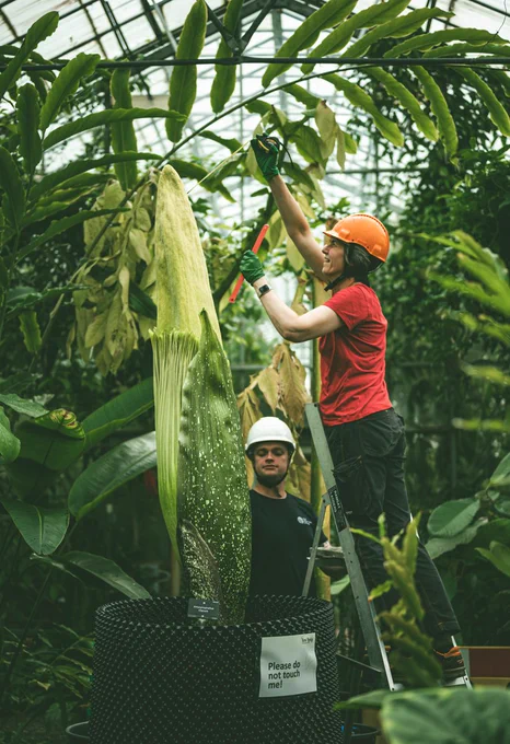 Two horticulturists attempt to measure the massive Titan Arum bud with a ladder but can barely reach the tip.
