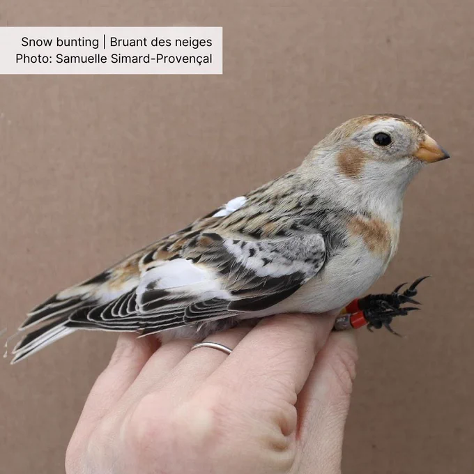 A Snow Bunting is held in a technician's hand after being banded.
