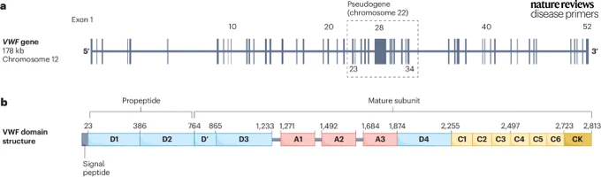 Schematic of the structure of the gene coding for von Willebrand factor.