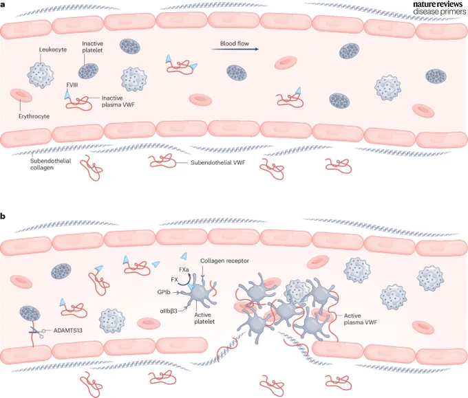 A Figure showing the role and functions of von Willebrand factor in haemostasis.