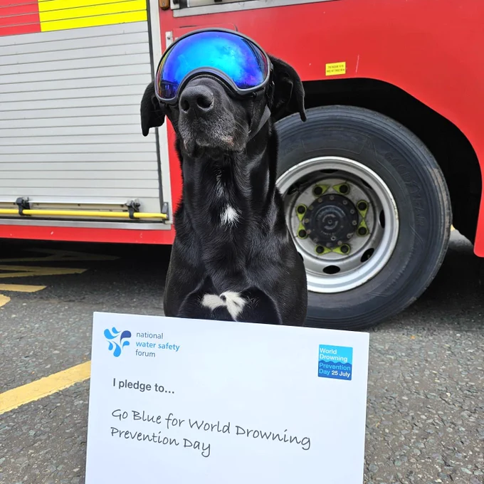 Merlin our USAR dog pictured next to a WDPD pledge card.