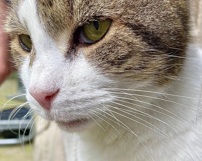 Close up of Larry - pink nose at the front, lots of long white whiskers and green eyes