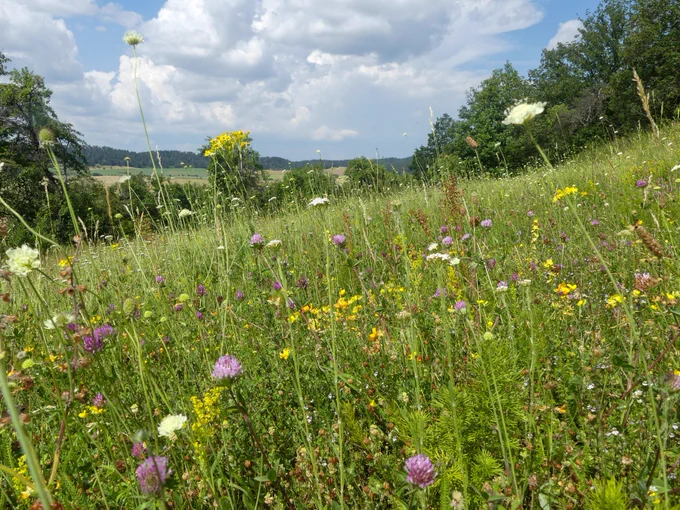 Artenreicher Halbtrockenrasen mit Blühaspekt von Scabiosa ochroleuca, Trifolium pratense, Lotus corniculatus, Euphrasia officinalis und weiteren auf dem Schuster- und Weinberg im Landkreis Harz. Foto: B. Pleintinger