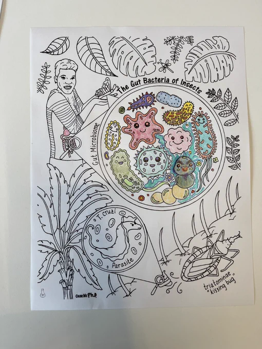 A coloring book page titled "the gut bacteria of insects" partially colored in
