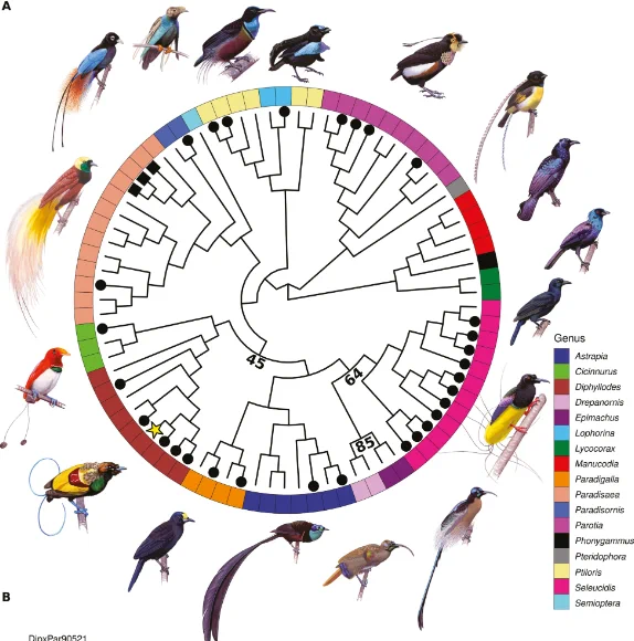 Mitochondrial circular phylogeny of Paradisaeidae and morphologically identified hybrids. The tips of the tree are color coded by genus, with illustrations of example species along the edges of the phylogeny. 