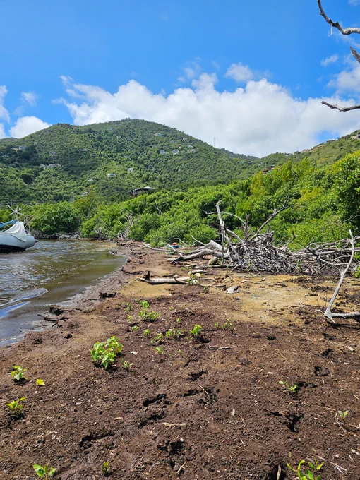 The coastal mangrove forest cleanup site.