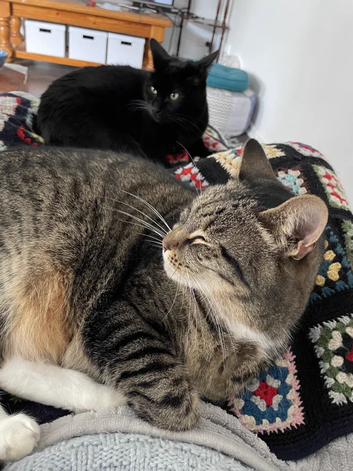 Photo of a black cat and a tabby cat curled up on a colourful blanket on a person’s lap.
