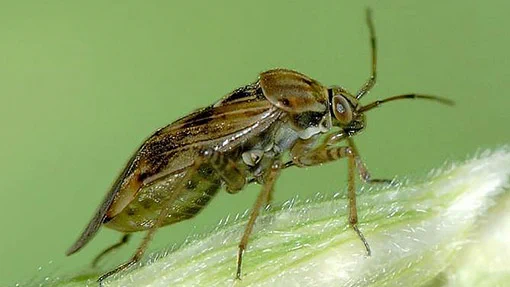 A female Lygus rugulipennis (The European tarnished plant bug)