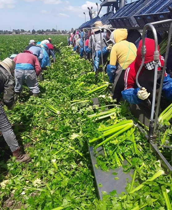 Farm workers harvesting celery