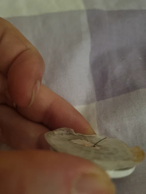 A bent fibre on a Freestyle Libre 2 sensor