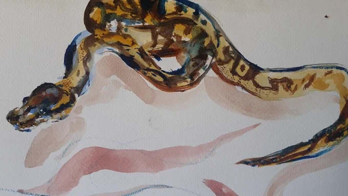 A water colour painting of a ball/royal python (Python regius) by @cjaw_art.