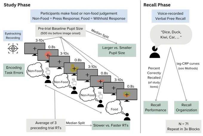 Schematic of the experimental design and task measures. Participants encoded object images and make a judgment on each, while pupil diameter was monitored. After a distractor task, they recalled the objects in any order they choice.