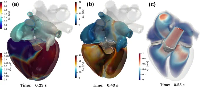 Three simulations of a human heart.