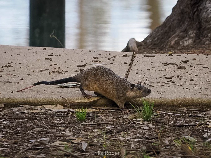 Photo of a large brown, soggy-looking rat with a white tail-top walking along a footpath next to a river.