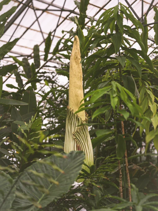The bud of the Amorphophallus rises over tropical foliage in one of our glasshouses.