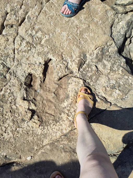 A dinosaur footprint with a size 9 foot for scale