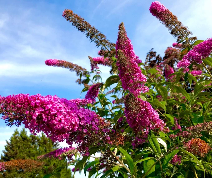 Bright pink buddleia under a blue sky with a noticeable lack of insects on it