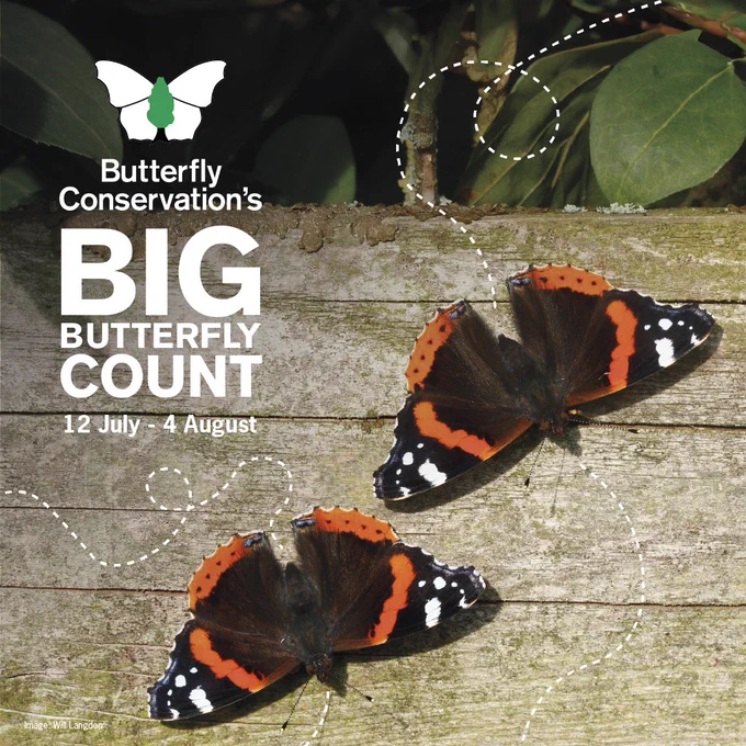 Two Red Admirals basking on a wooden fence with foliage behind. Butterfly Conservation's Big Butterfly Count logo in top left corner with dates '12 July - 4 August'
