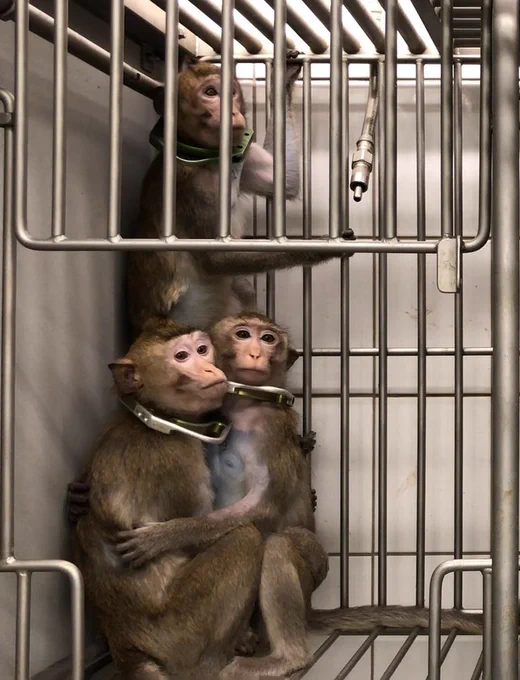 Macacos de cola larga en el Laboratorio de Farmacología y Toxicología en Alemania. © Cruelty Free International / SOKO Tierschutz

Vídeo de macacos de cola larga en el laboratorio ITR en Canadá. © Lasta Chance for Animals