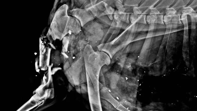 X-Ray of a deer carcass shot with a lead bullet, showing broken bone at the place of impact and lead fragments spread across it as far as the abdominal cavity.