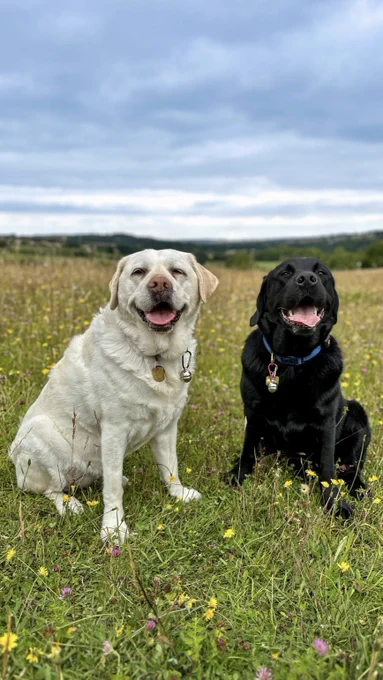 Kika, yellow Labrador and Quark, black Labrador both have their mouths wide open in a smile and tongues out post run. They are in a wide open field which is filled with wild flowers.