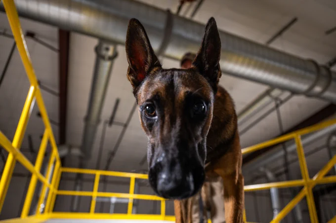 Military Working Dog handlers and students assigned to the 341st Training Squadron perform a series of demonstrations during the Department of Defense MWD Program Manager at Joint Base San Antonio-Lackland, Texas. The 341 TRS provides training to military working dogs used in patrol, specialized missions and drug and explosive detection for the DoD and other government agencies.