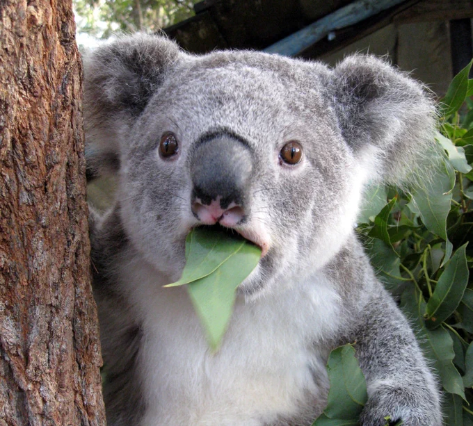 A surprised-looking koala with leaves in its open mouth.