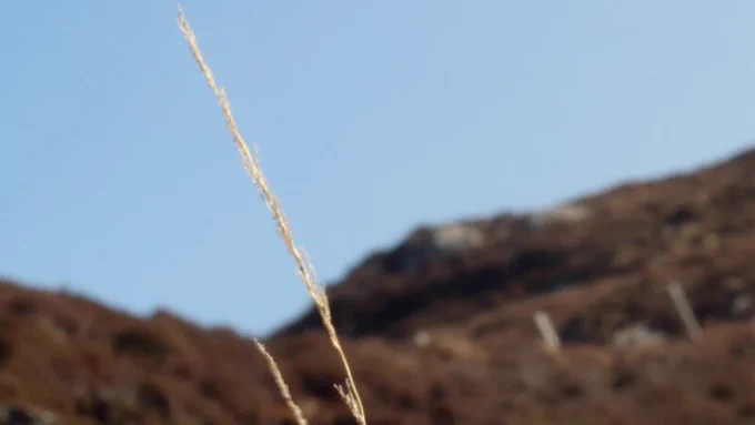 Sarah Forrest, 'April' (2018). Courtesy of LUX and the artist. Commissioned by LUX Scotland as part of the Margaret Tait Award. A video still shows two pale yellow stems in the foreground against a crisp clear blue sky and brown rocky horizon.