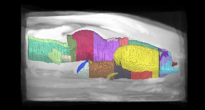 Saggital view of the axotlotl atlas annotations. 