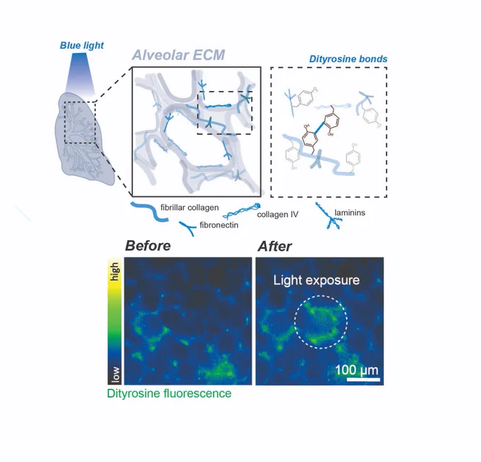 Dityrosine-based photochemistry enables on demand and local stiffening of extracellular matrix proteins