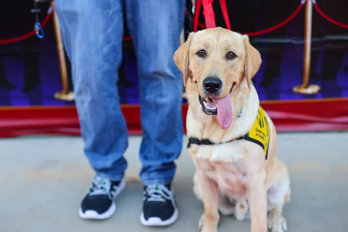There is a yellow labrador retriever puppy sitting down with it's tongue sticking out. He is wearing a Guide Dogs of America | Tender Loving Canines branded vest.