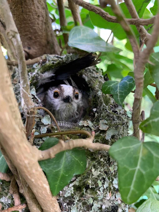 Photo of a Long-tailed tit in a nest by @MarionGermain15