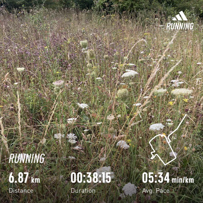 Picture of wildflowers with running stats superimposed (distance=6.87km, time=38:15)