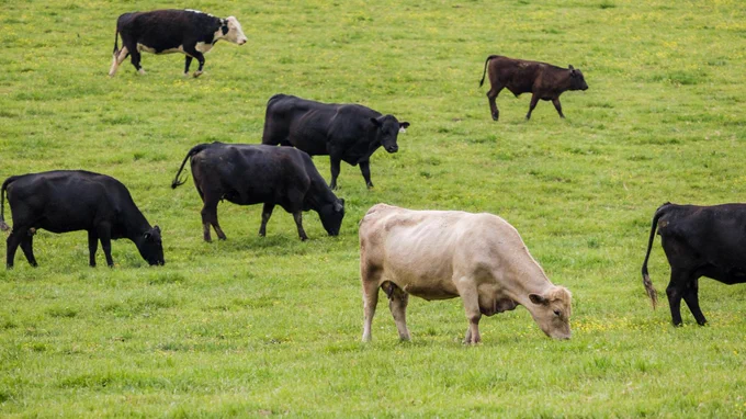 Cows of various colors grazing in a green field.