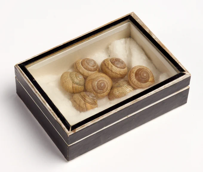A photograph of a small individual shell box, containing seven small snail shells. 