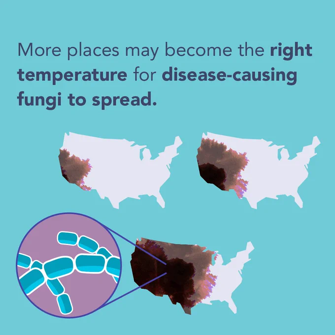 Infographic with text overlay that reads: More places may become the right temperature for disease-causing fungi to spread. 

Underneath text are three icons of the United States map with a closeup view of microbes.  