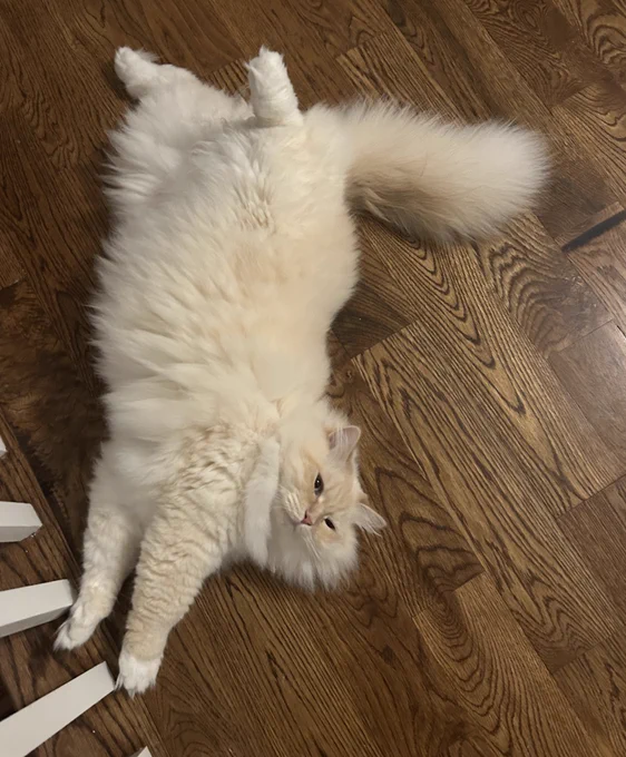 Yuzu a giant white cat flops on the ground