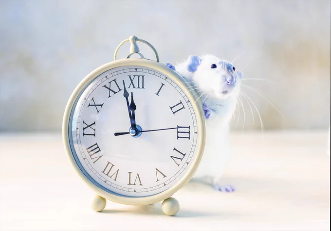 Mouse standing against a clock.