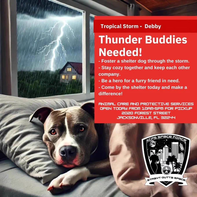 Thunder buddies needed foster a shelter dog through the storm
