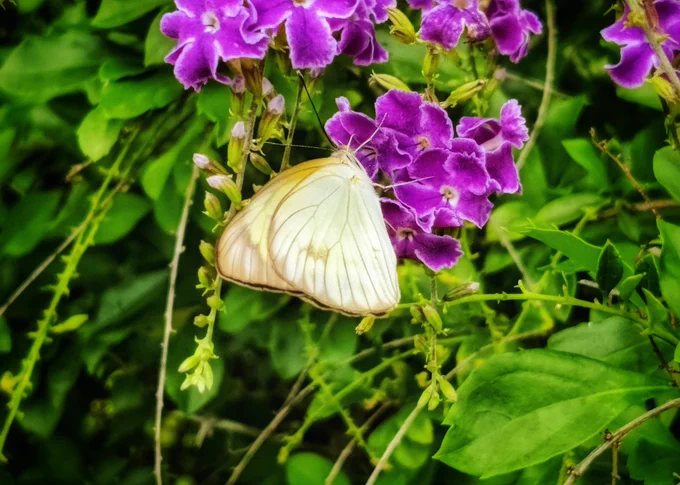 Photo of Cabbage White Moth 