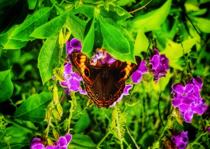 Photo of Common Buckeye butterfly 
