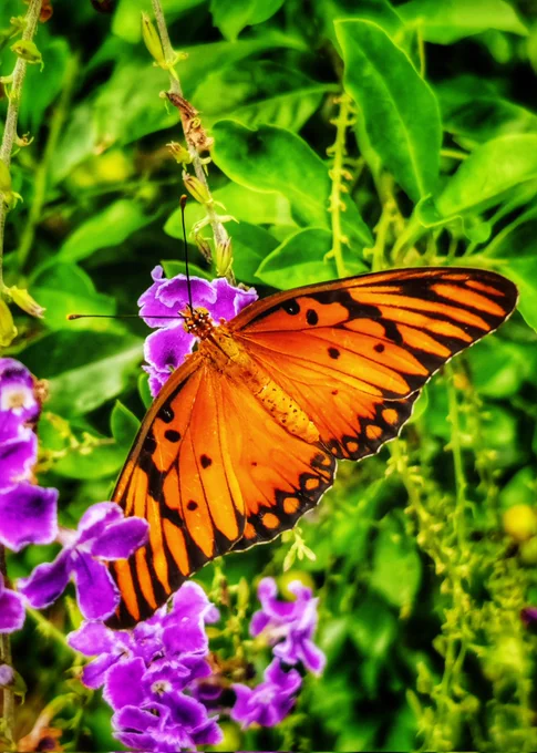 Photo of Passion butterfly 